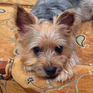 Meet your Posher, Alex